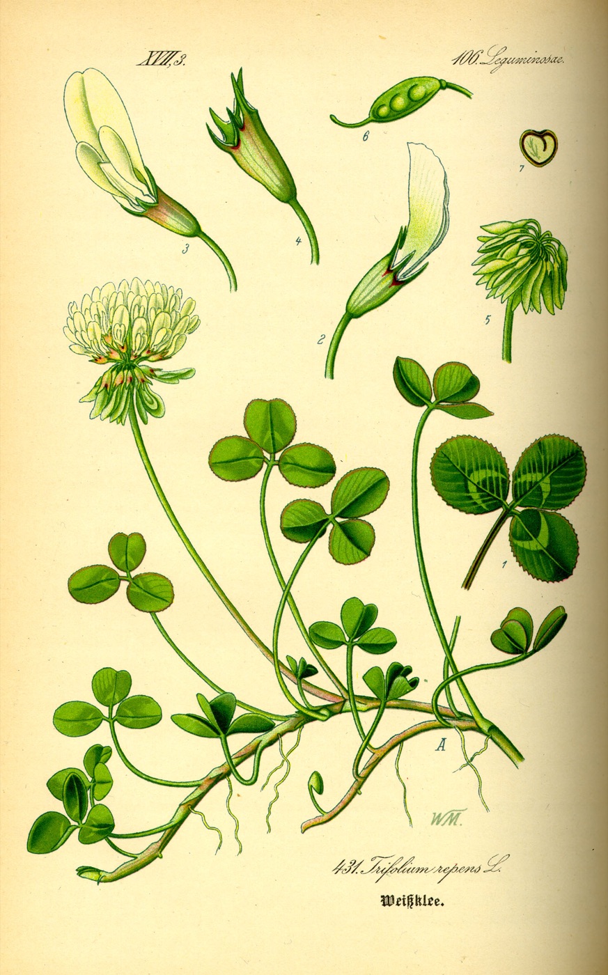 シロツメクサ（Trifolium repens）の植物図版。花・葉・莢の各部位を描き分けている